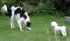 ischyma_fellini_11mo11.jpg (71688 Byte)