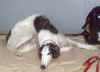 ischyma_first_lady_3j03.jpg (42420 Byte)